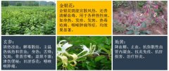 广东湛江南国本草良好农业（GAP）示范园区建设项目可行性研究